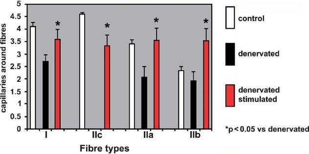 2 Cardiovascular System 49 Fig. 2.13 Number of capillaries around muscle fibres.
