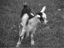 Aside from pasture and brush lands, dry roughages and forages are the most economical feeds for meat goats.