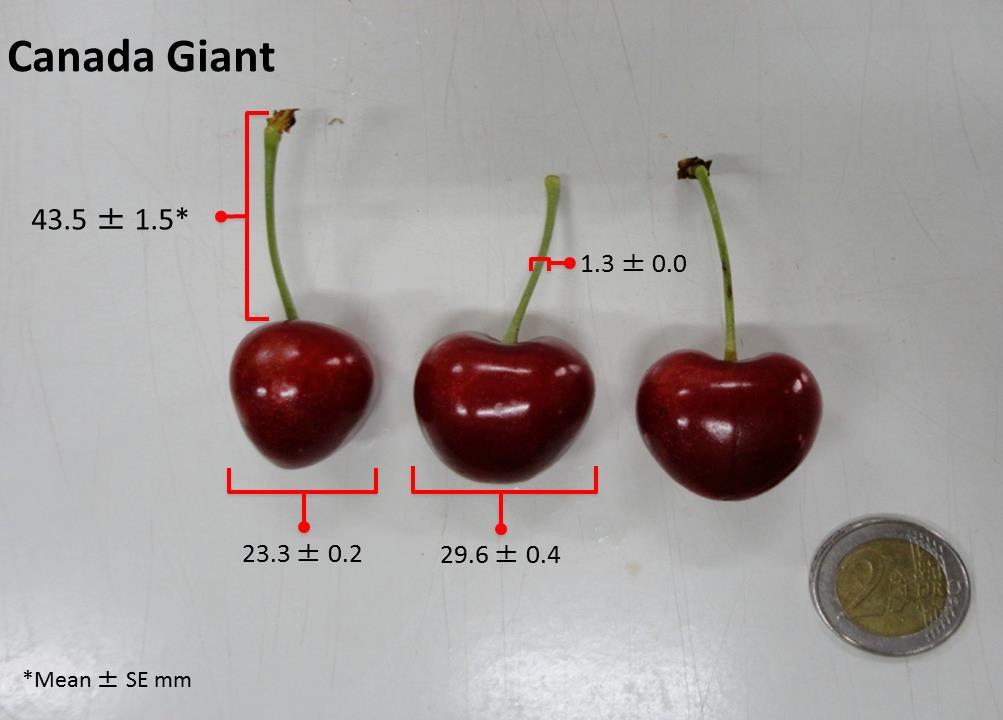 Each treatment unit included 60 sweet cherries and were analyzed at harvest