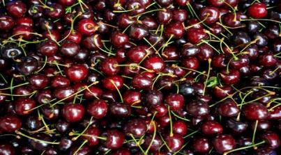 Monitoring biochemical changes on sweet cherry fruit Novel