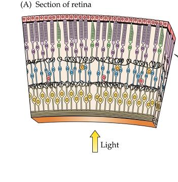 Photoreceptors (rods and cones) capture photons of light and convert (transduction) them to an electrical signal (change in membrane potential), which is passed synaptically to bipolar cells and