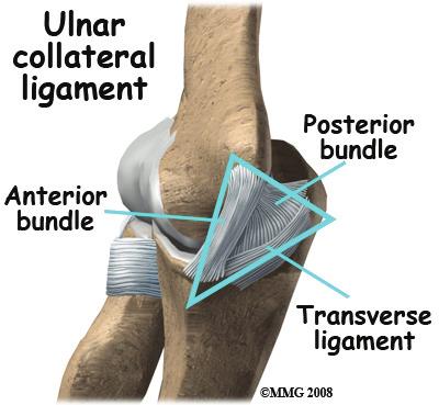 The ulnar collateral ligament is on the medial (the side of the elbow that s next to the body) side of the elbow, and the lateral collateral is on the outside.