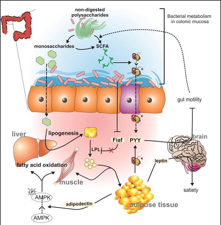 Mechanisms Linking Gut Microbes to Obesity