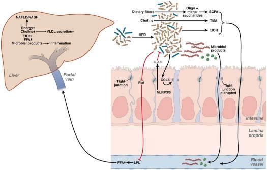 Interactions of Gut Microbes are Mediated by Metabolites and Other Microbial