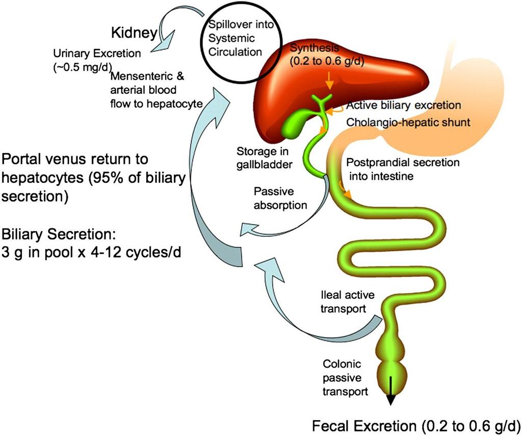 Intestine Communicates with Liver Via