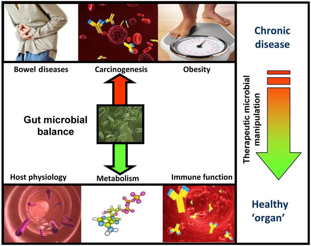 Gut Microbiome in