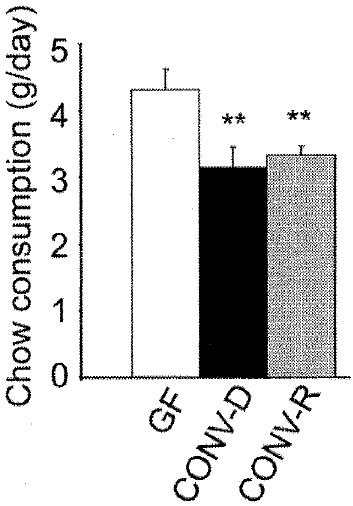 Colonizing germfree mice with microbiota from conventional mice causes