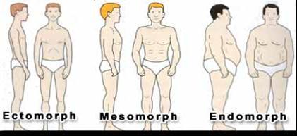 Body Types Ectomorph Small bones, thin muscles, slender arms and legs, narrow chest, round shoulders, flat abdomen and small buttocks.