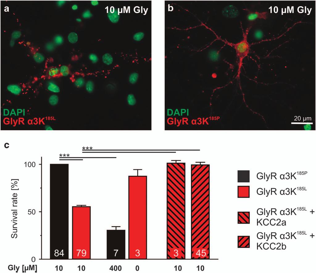2 Mechanisms of KCC2-dependent neuroprotection Figure 1 GlyR activation-dependent neurodegeneration and KCC2-dependent neuroprotection.