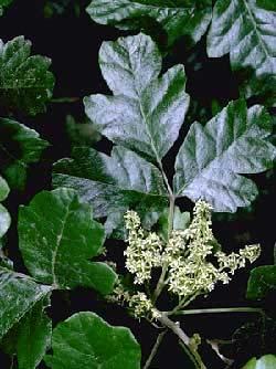 Identifying Pisn Oak Western pisn ak lks like a bushy shrub r a climbing vine, and it thrives in Califrnia.