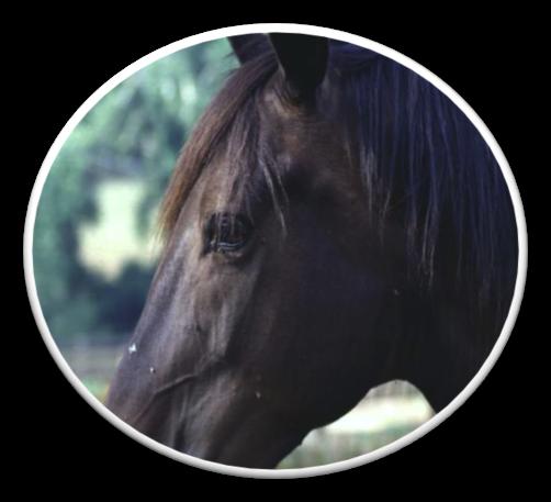 A similar control program is not logical or practical for other equine diseases that spread more easily, are common in the horse population and/or can be effectively eliminated by an infected horse