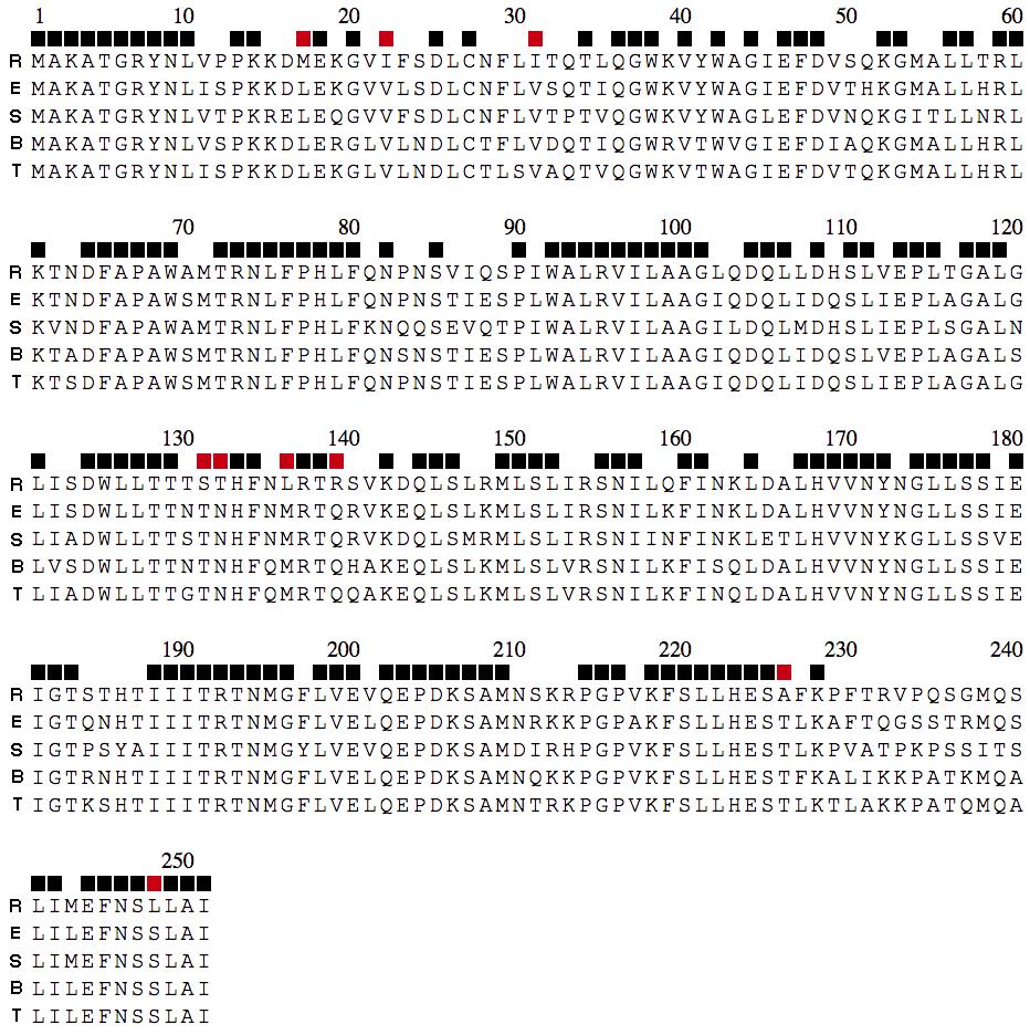 Supplementary Figure. Ebolavirus protein consensus sequences and SDPs. The consensus sequence for each Ebolavirus species is shown for each Ebolavirus protein.