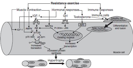 Signaling for Protein