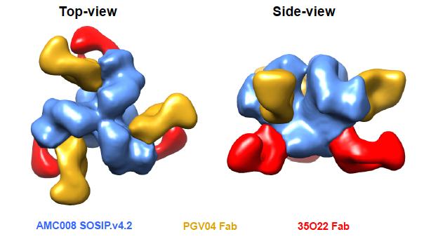 v5 trimers Improved trimerization Increased stability