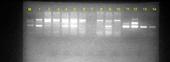 Figure 3: Results from Nested PCR of WSSV detection in different farm site (M = marker, 1,2 positive samples of Bovyrat, 3,4,5 and 6 positive sample of Heleh, 7 negative sample (Water for control),