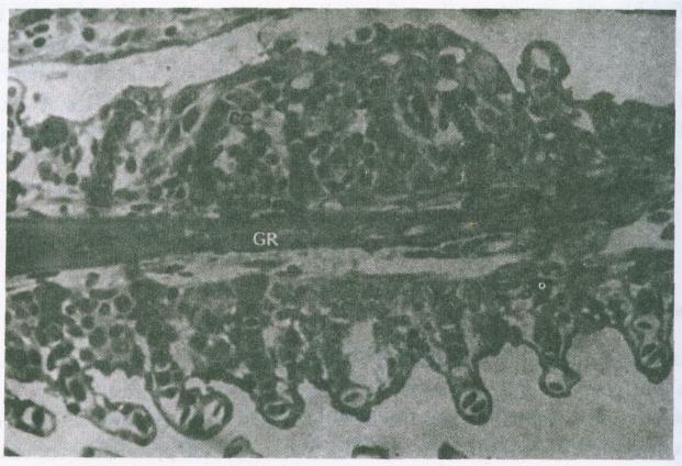 BIOTROPIA No. 6, 1992/1993 Figure 2. Longitudinal section of gill filament from 10-ppm exposed fish showing fusion of adjacent secondary gill lamellae. CC, chloride cell; OR, gill ray. X480.