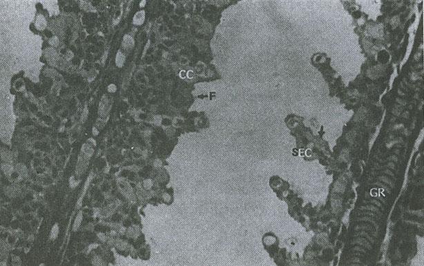 secondary epithelial cell. CC, chloride cell; SEC, secondary epithelial cell; GR, gill ray. X480. Figure 4.