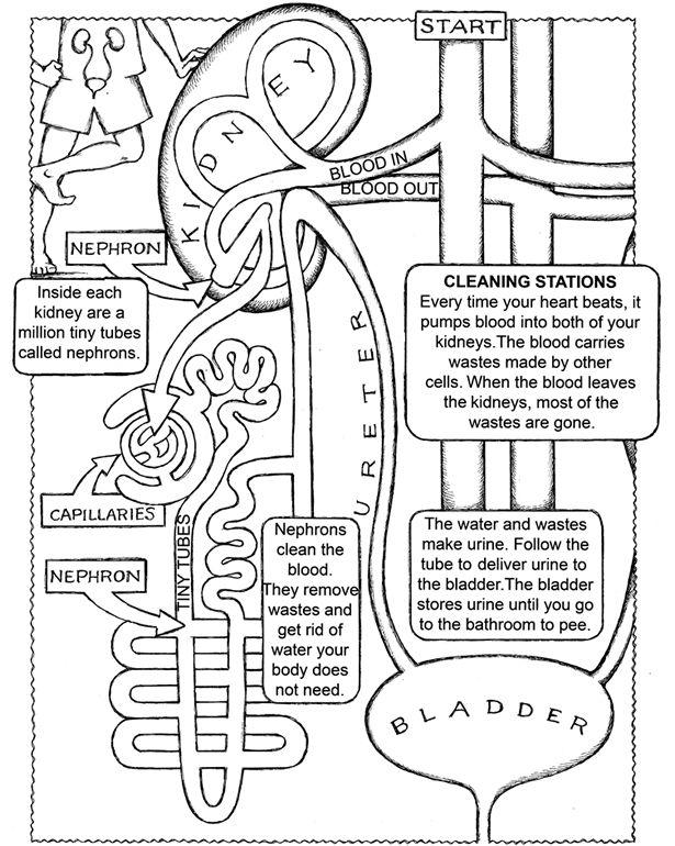 Maze Activity: How do the kidneys work? Healthy kidneys take in blood and clean it by removing toxins (things that can harm your body) and extra fluid.