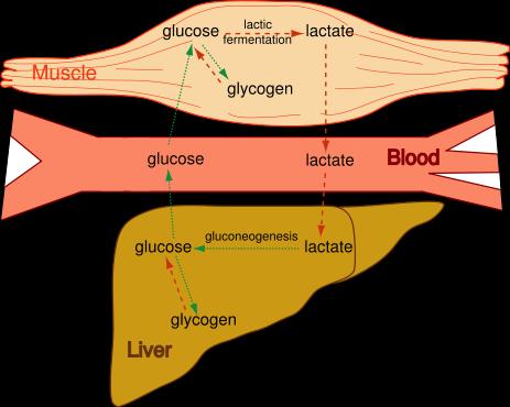 Cori Cycle Prior Thought: Hydrolysis converted glycogen to glucose Glucose is stored in the liver as glycogen When glycogen is broken down it provides energy for the body s needs.