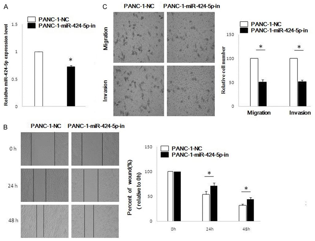 Figure 3. MiR-424-5p inhibition reduces invasion and migration of PANC-1 cells in vitro. A.