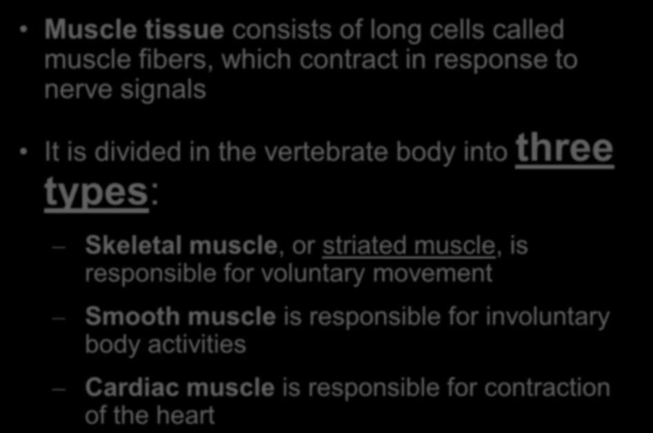 muscle, or striated muscle, is responsible for voluntary movement Smooth muscle is