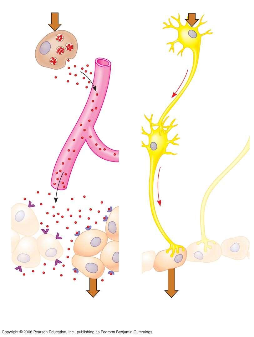 Fig. 40-6 Stimulus Endocrine cell Stimulus Neuron Hormone Signal travels