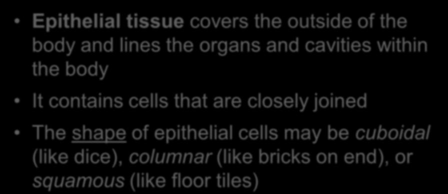 Epithelial Tissue Epithelial tissue covers the outside of the body and lines the organs and cavities within the