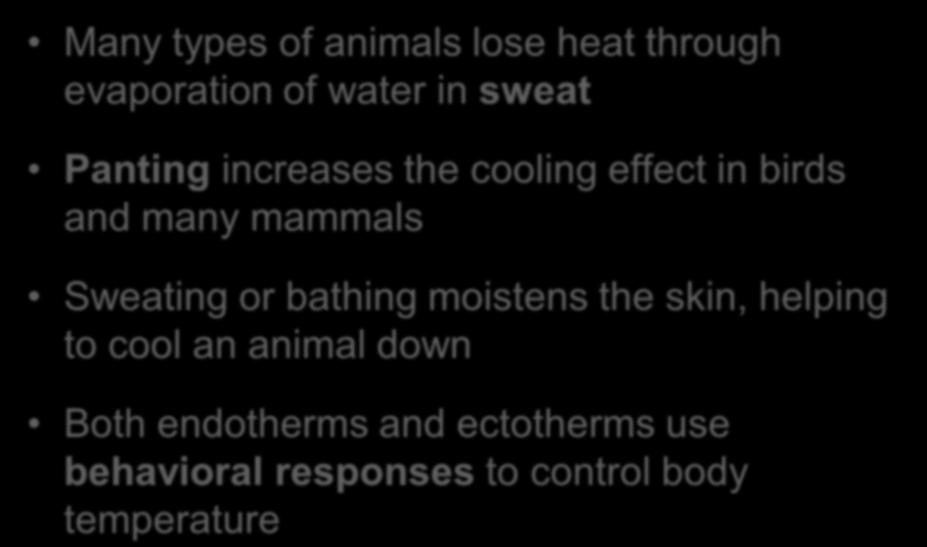 Cooling by Evaporative Heat Loss and Behavioral Responses Many types of animals lose heat through evaporation of water in sweat Panting increases the cooling effect in birds