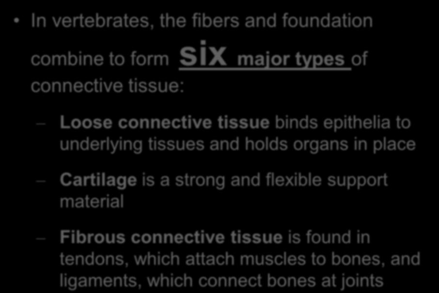 In vertebrates, the fibers and foundation combine to form six major types of connective tissue: Loose connective tissue binds epithelia to underlying tissues and holds organs in