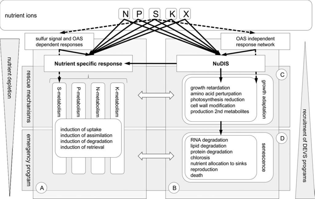 Watanabe et al. d General Regulatory Patterns Revealed by serat Quadruple Mutants 459 Figure 3. Generalized Model of the Responses to Sulfate and Other Nutrient Ion Starvation in Plants.