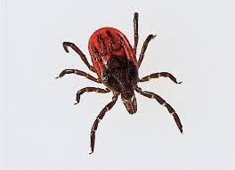 Babesiosis Babesiosis is usually acquired from the bite of a tick (Ixodes scapularis), more commonly called the blacklegged tick.