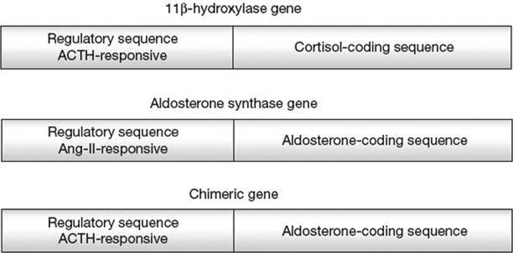 hyperaldosteronism can be categorized into the following two types: Familial hyperaldosteronism type I (glucocorticoidremediable aldosteronism).