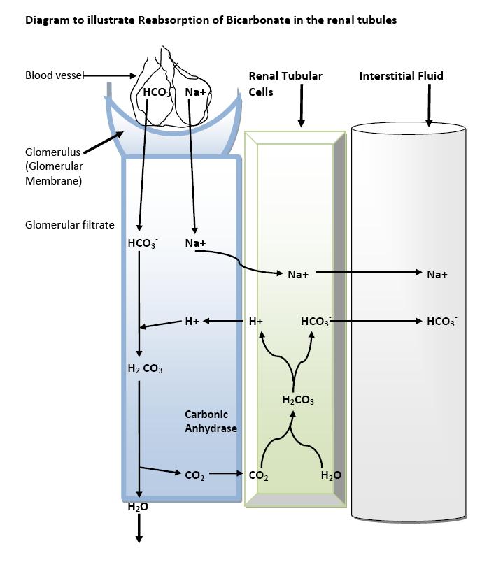 Fig. 1: Reabsorption of
