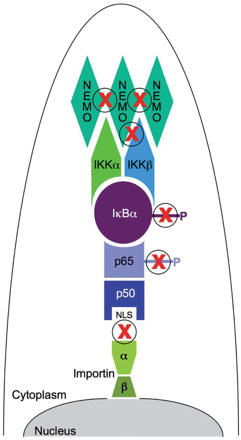 Orange and May Page 37 Figure 3. CPP-Is that disrupt the classical NF-κB pathway. The cytoplasm of a cell is shown and individual proteins are depicted in different colors.