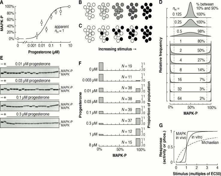MAK cassettes mediate many different respon Vertebrates Frog oocyte S cerevisiae Mitogens rogesterone Mating pheromone MAKKK MAKK MAK MAKKK MAKK MAK MAKKK MAKK MAK roliferation G2-M transition Cell