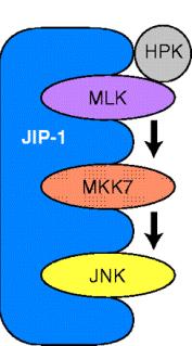 Scaffolds for MA Kinase signalin Deletion analysis of the binding of JI-1 to
