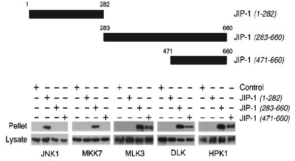 protein together with HK1 or epitope-tagged JNK1, MKK7, MLK3, and DLK (15,