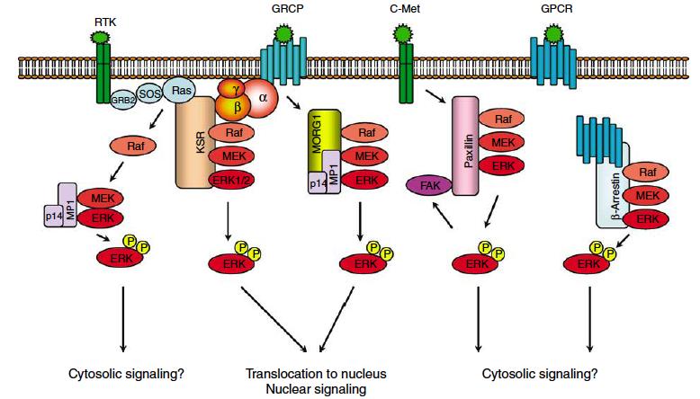 Scaffold proteins involved in ERKsignaling pathways Dhanasekaran (2007) Oncogene Growth Factors and Receptor Tyrosine Kinases RTK s--how do they work?