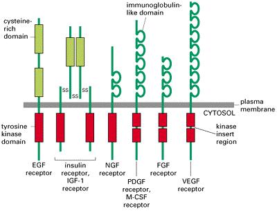 hospho-tyrosine signals regulate growth & differentia RTKs = Receptor Tyrosine Kinases Extracellular region variable, with many different motifs Usually cross membrane only once Intracellular region