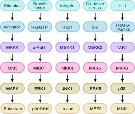 Growth Factors and Receptor Tyrosine Kinases RTK s--how do they work?