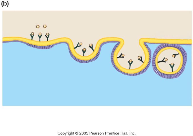 Receptor-mediated endocytosis nutrients receptors (extracellular fluid) coated pit 4 (cytoplasm)
