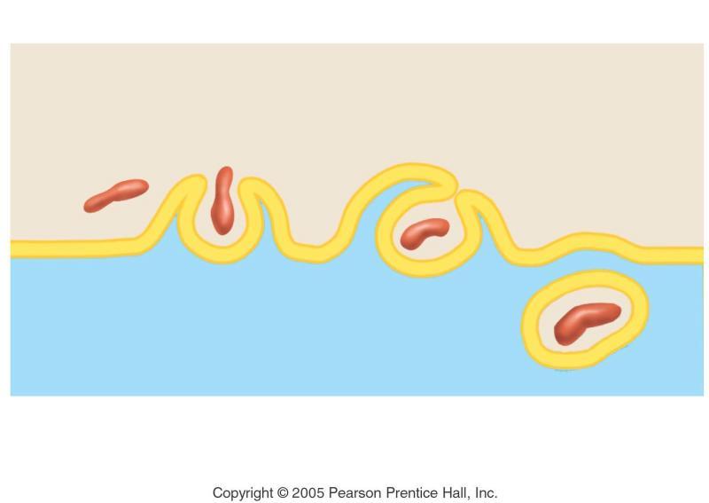 (c) Phagocytosis food particle pseudopods (extracellular fluid) 3 (cytoplasm) food