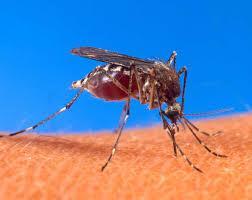 West Nile Virus West Nile Virus is a mosquito borne virus that has been present in North America since 1999 (in Canada since 2002).
