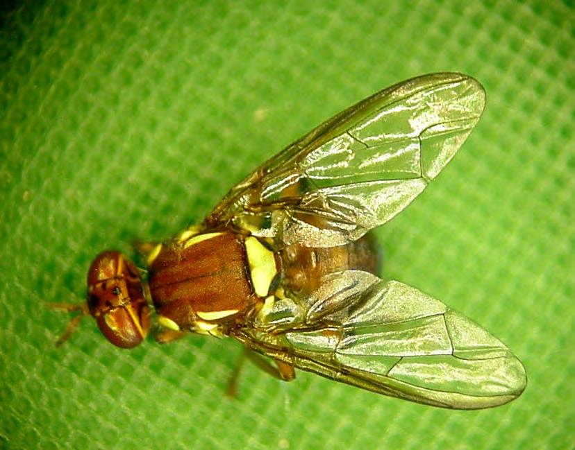 Queensland fruit fly adult (Male) Ovipositor