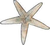 This is how sea stars move around. Muscles within the feet are used to retract them. Each ray of a sea star has a light sensitive organ called an eyespot.