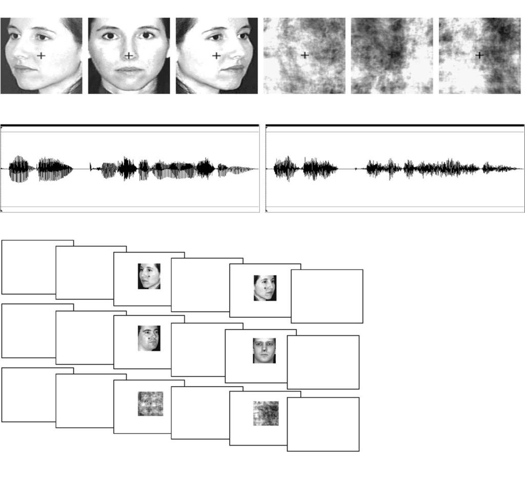 226 P. Rämä, S.M. Courtney / NeuroImage 24 (2005) 224 234 Fig. 1. (A) Examples of face and scrambled face stimuli. (B) Examples of voice and scrambled voice stimuli.