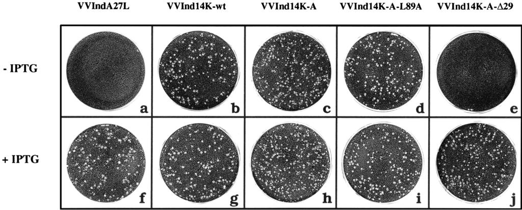 9104 VA ZQUEZ AND ESTEBAN J. VIROL. FIG. 3. Characterization of the plaque-size phenotype obtained with VV recombinants that constitutively express mutant forms of the 14-kDa protein.