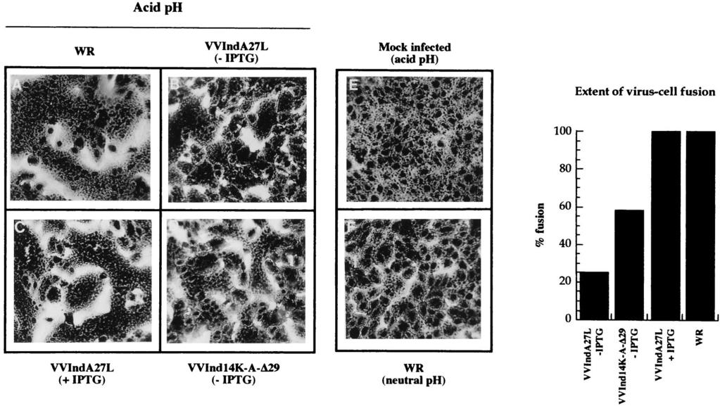 For recombinant viruses constitutively expressing 14K-wt, 14K-A, and 14K-A-L89A, we rescued the large-plaque-size phenotype in the absence of IPTG (b, c, and d, respectively).