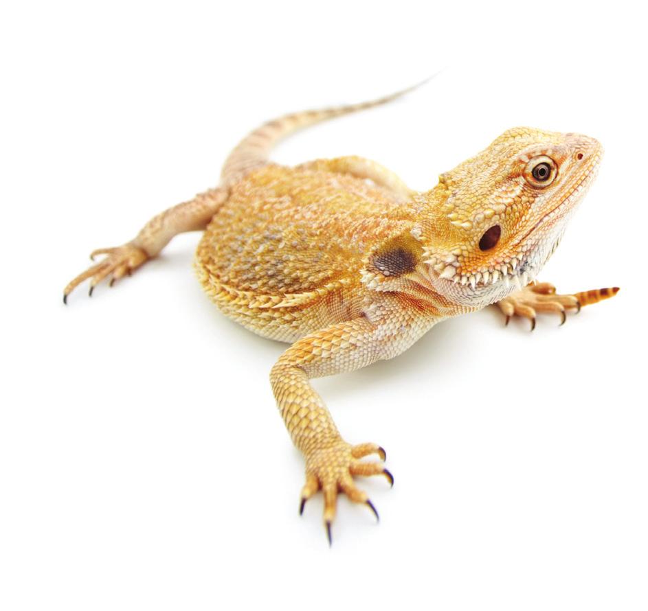 Are you ready? Bearded dragons originate from Australia where they live in rocky regions of the country. They love to climb so you must ensure that you offer them the means to do this.