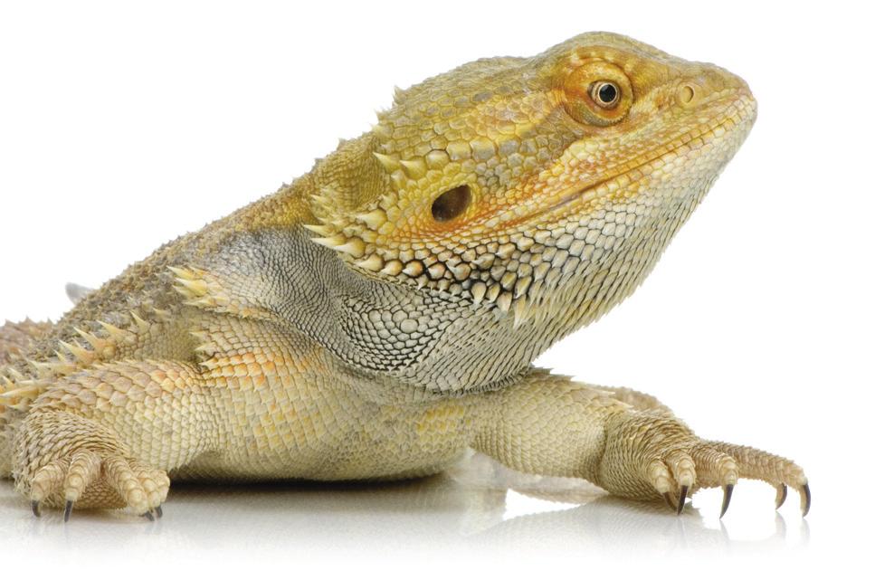 Diet Diet - Bearded dragons are omnivores and so will eat both insects and vegetables. A diet based primarily on vegetables is just as beneficial for them.